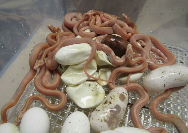 Butter Corn Snakes